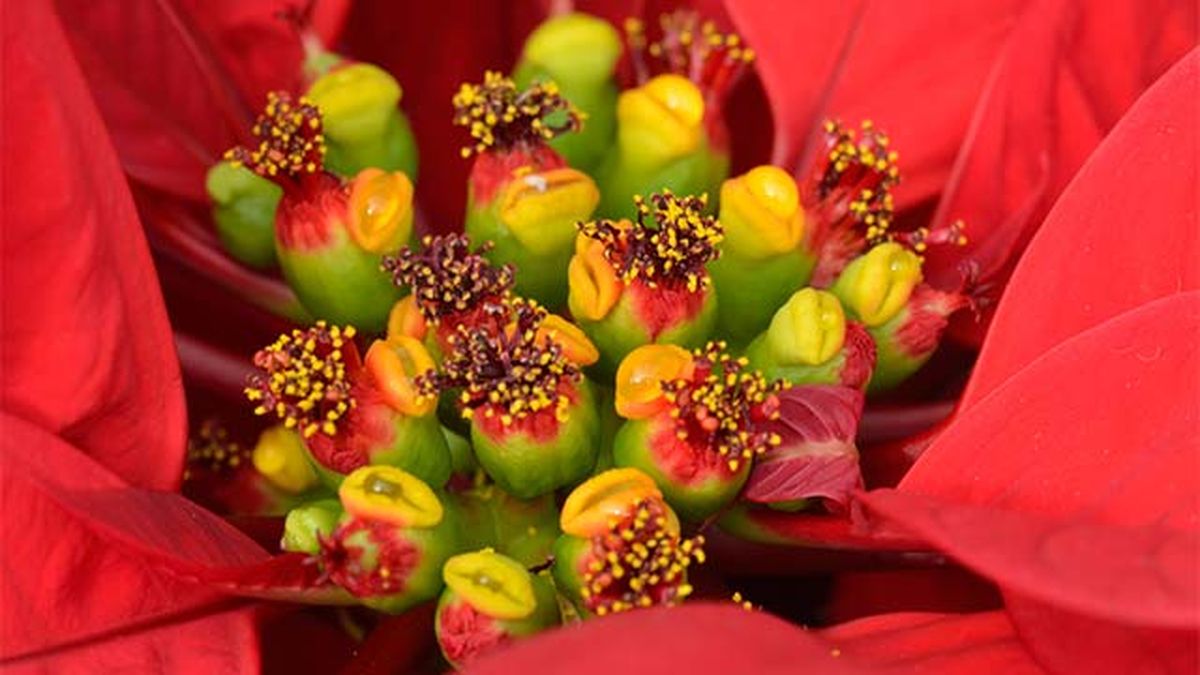 Los estambres de la flor de Pascua son los encargados de liberar el polen, esencial en la polinización