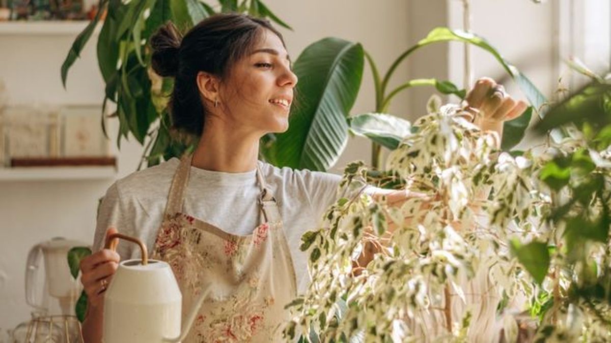 beneficios de plantas interior