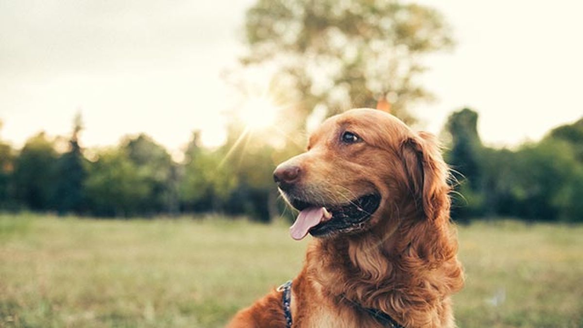 perro al sol