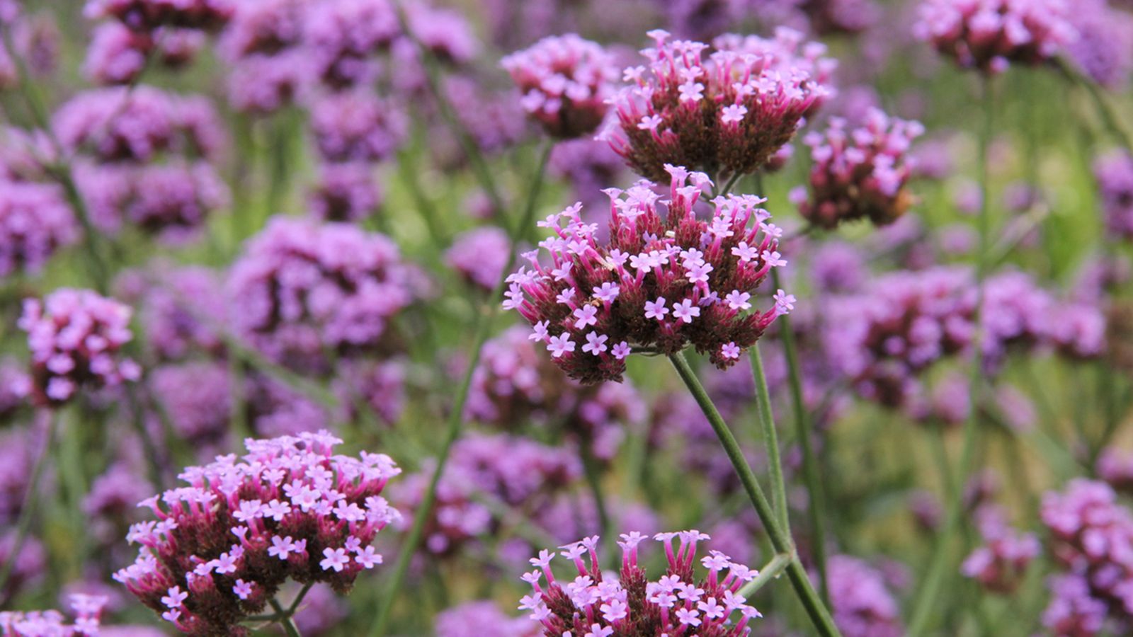 arriete Verbena bonariensis arriete Verbena bonariensis