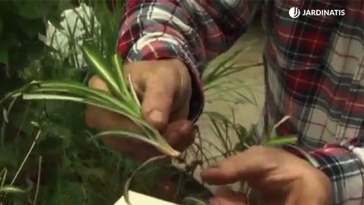 como reproducir la cinta jardinatis