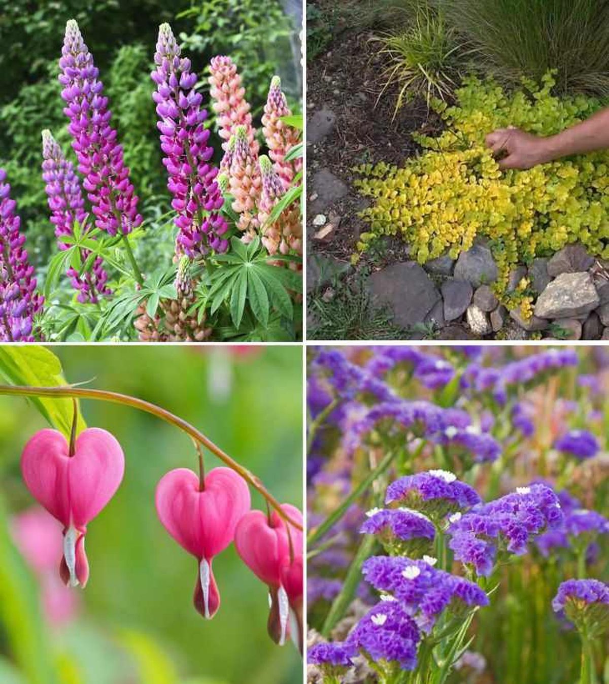 De arriba a abajo: lupino, Lisimaquia, corazón de María y siempreviva de arenas