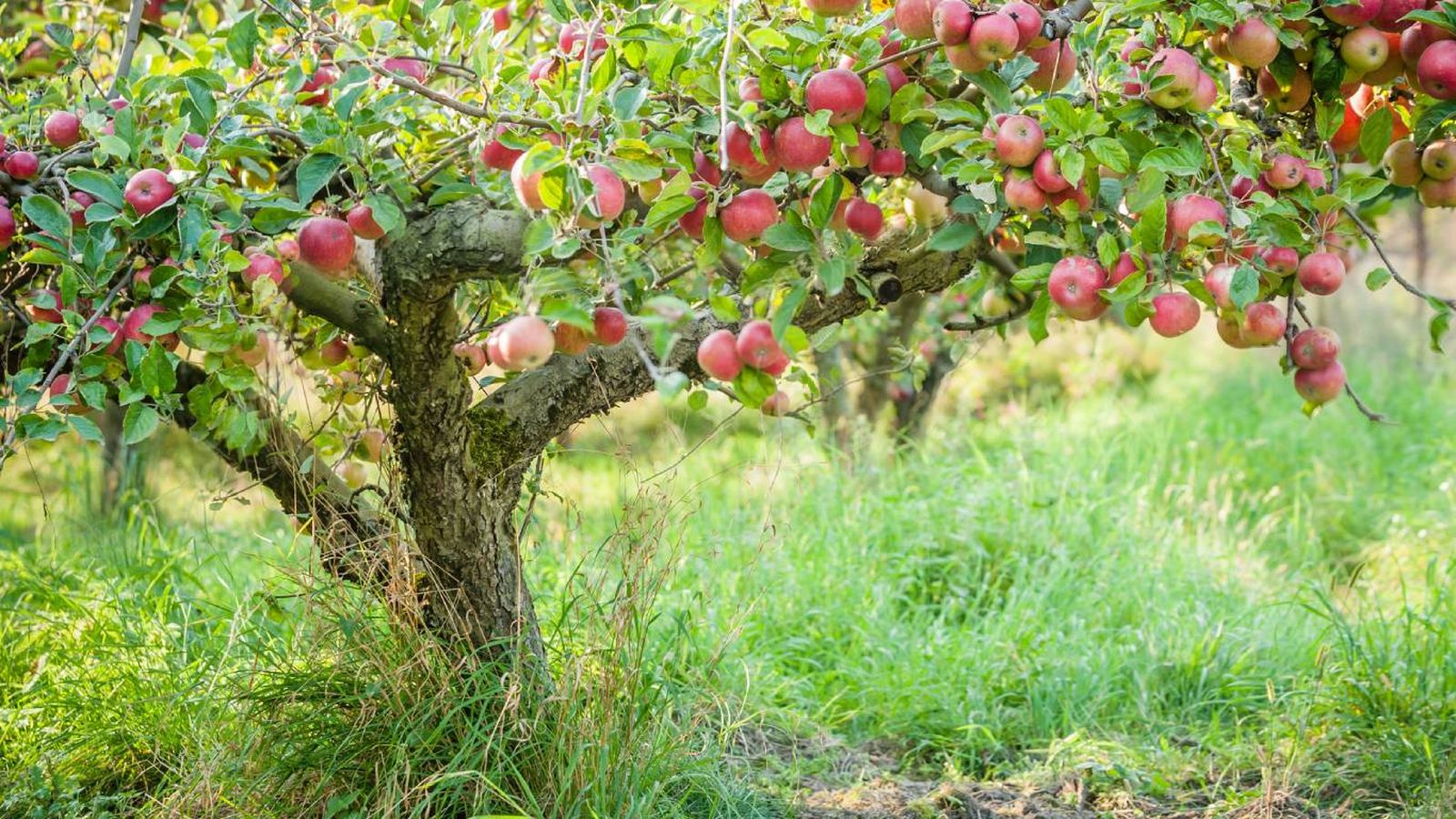 Plantas y árboles que atraen pájaros: Manzanos silvestres