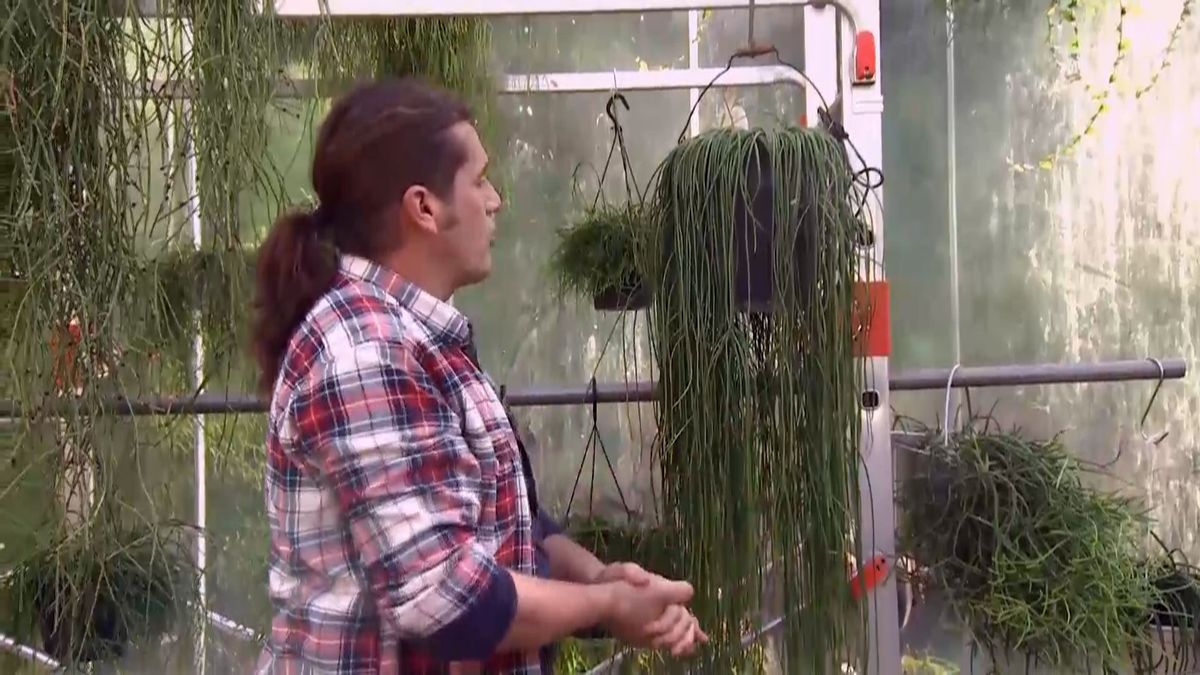 deco 691 variedades rhipsalis cilindrico rhipsalis puniceodiscus