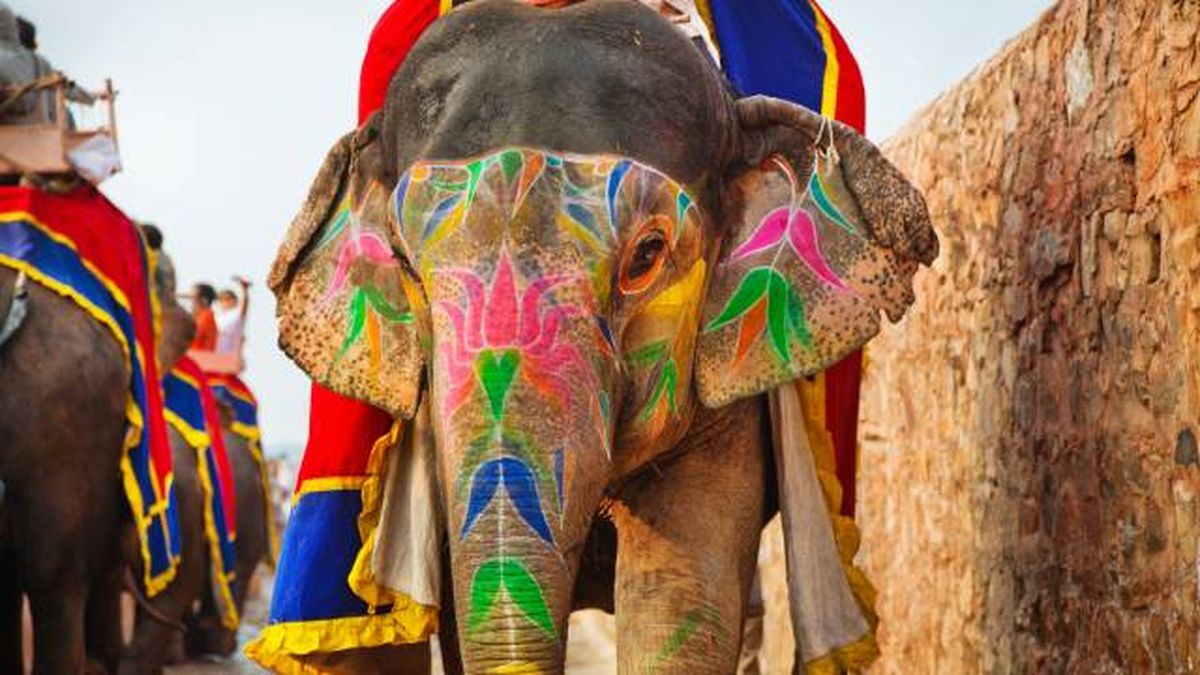 elefante mamifero mas grande de la tierra tipos asiatico