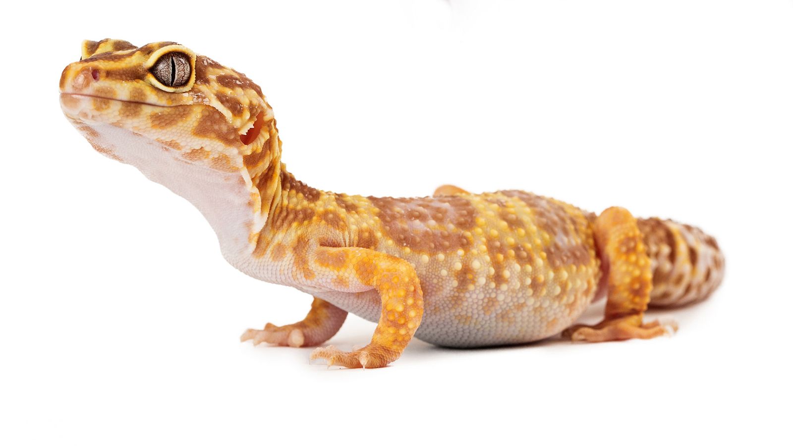 animales exoticos serpiente salamanquesa animales exoticos serpiente salamanquesa