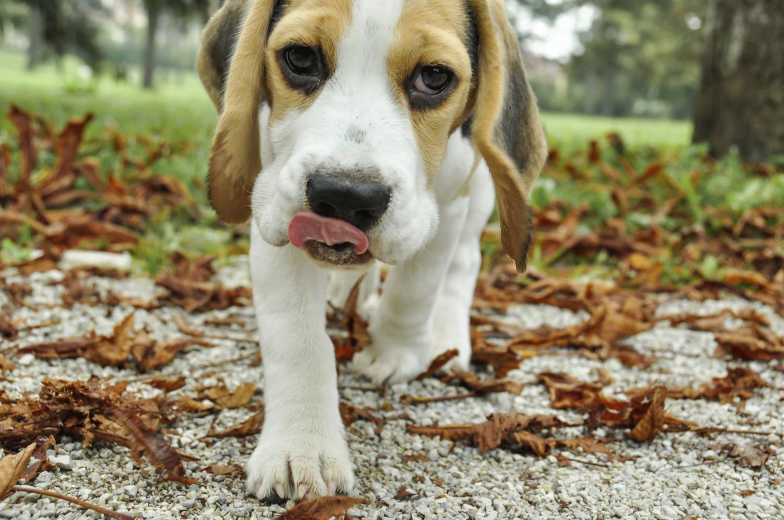 galeria beagle 7 galeria beagle 7