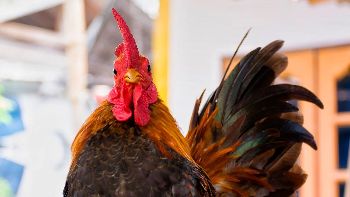 selfies divertidos animales granja 9