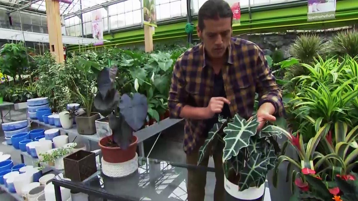 DEKO_JARDIN_609_alocasia mini