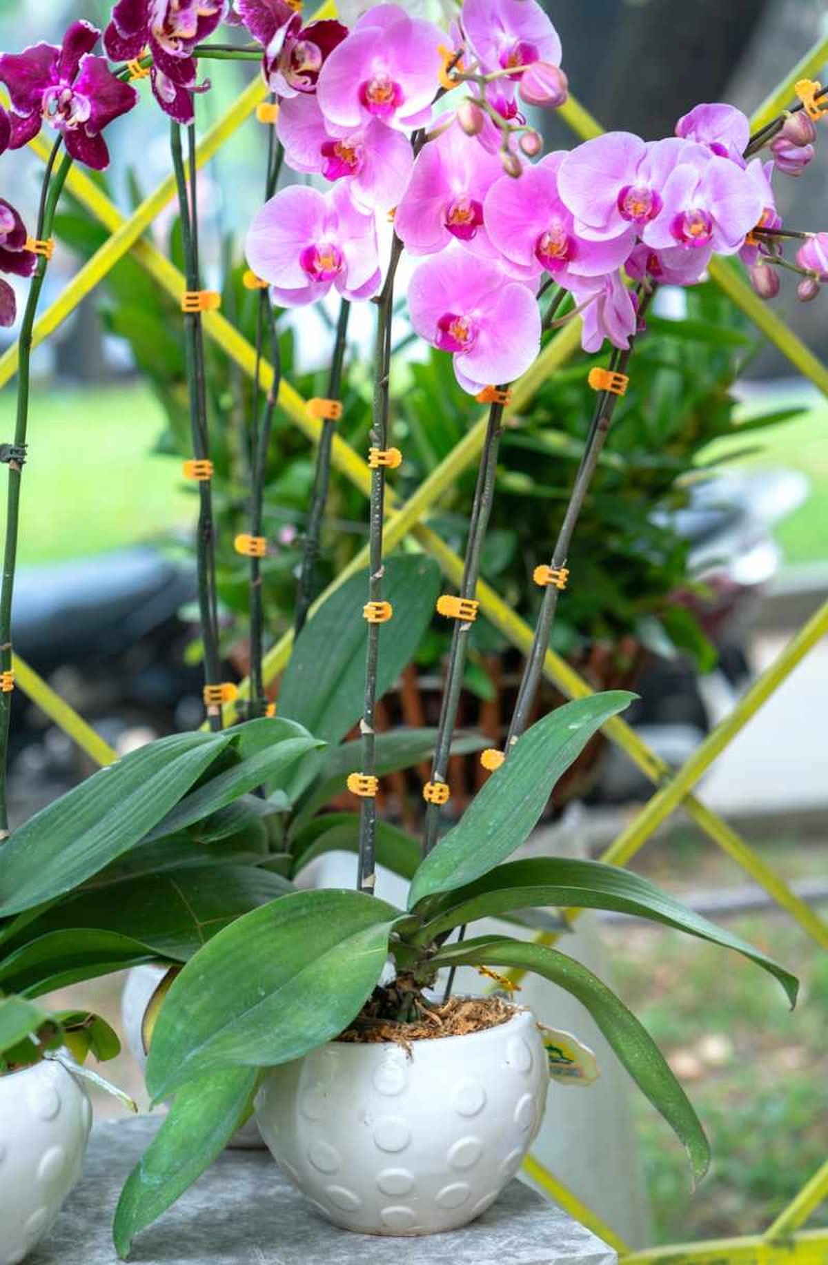 Orquídea Phalaenopsis.