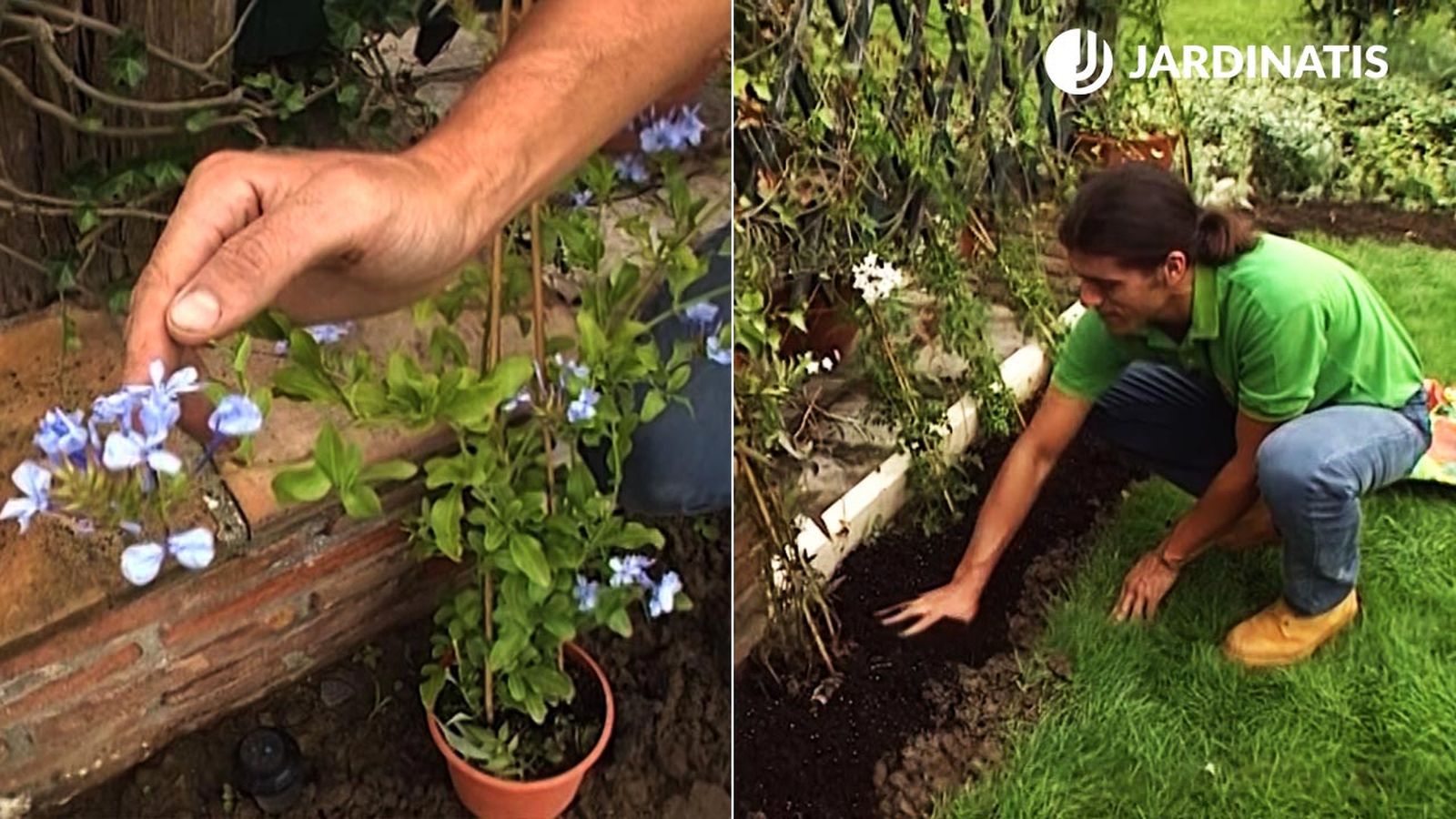 plantacion enredaderas plumbago capensis solanum brico 360 jardin plantacion enredaderas plumbago capensis solanum brico 360 jardin