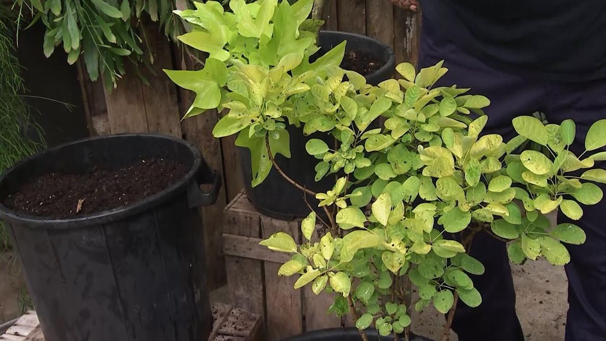 deco782 composicion Cotinus hoja amarilla