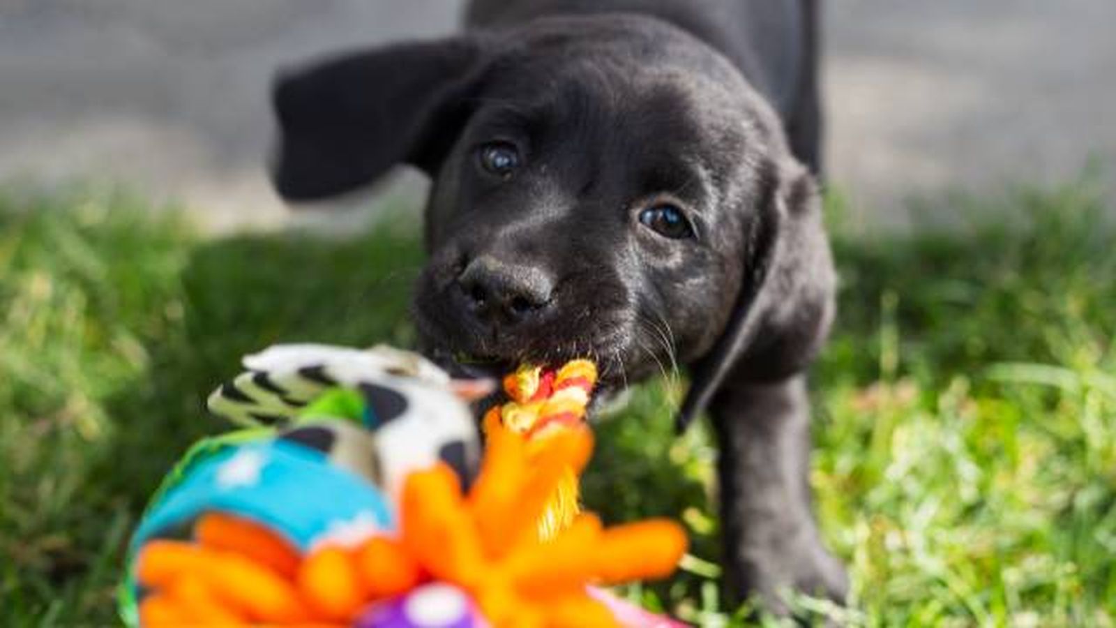 como elegir el mejor nombre para un perro negro