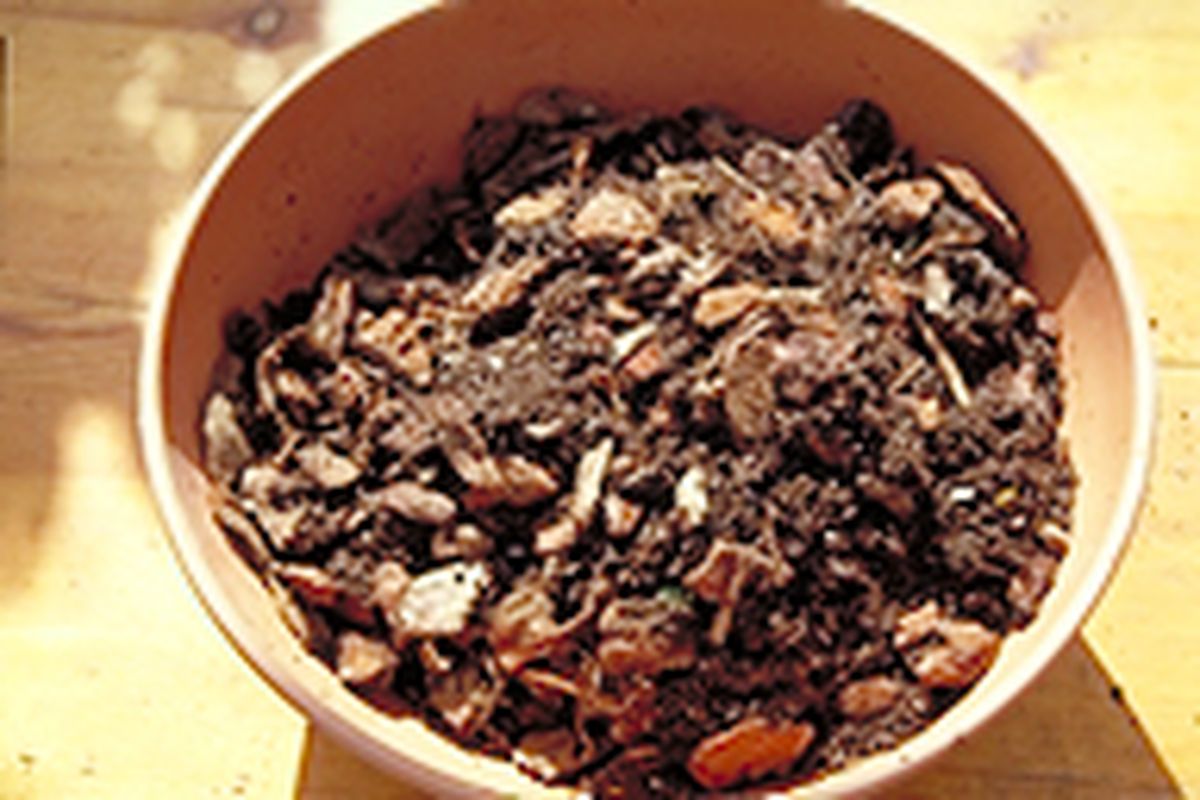 Trasplantar un hippeastrum   paso 3