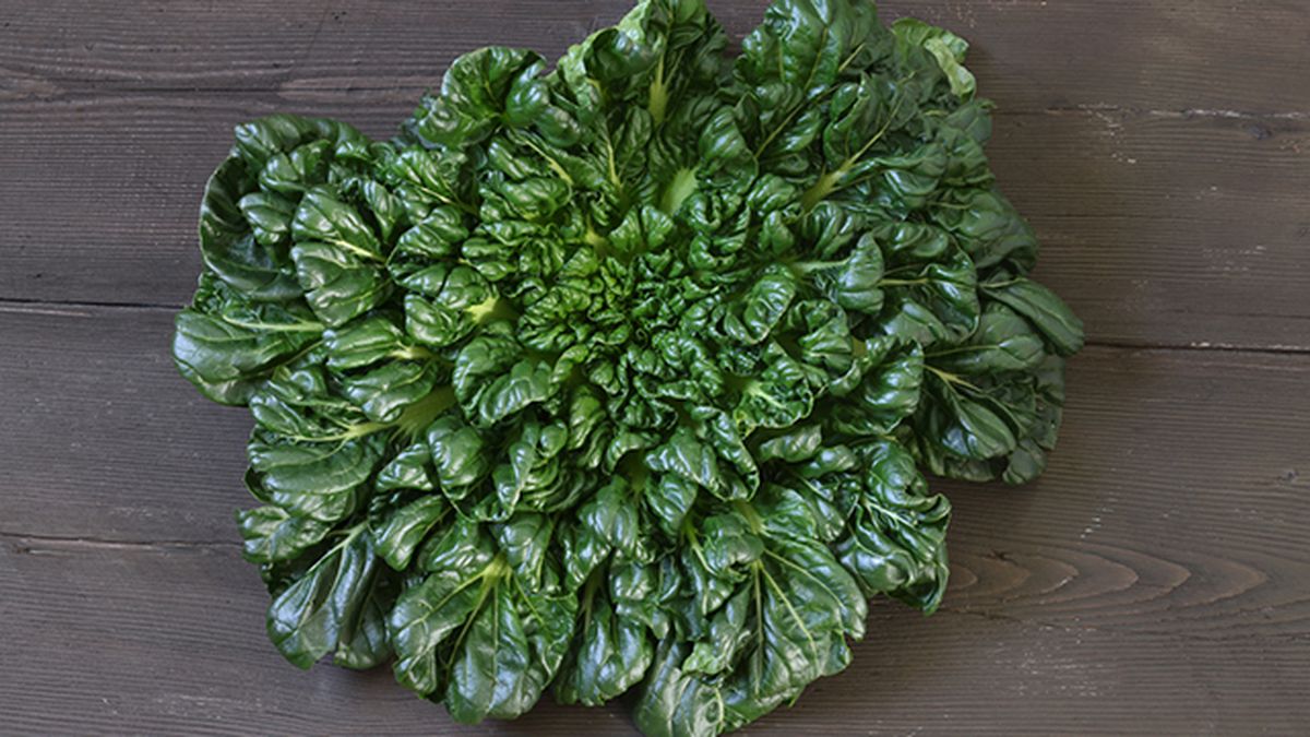 tatsoi cosecha invierno deco 514