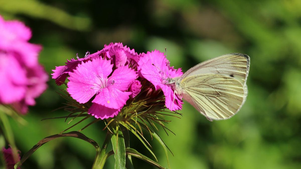 clavel del poeta colores mariposa