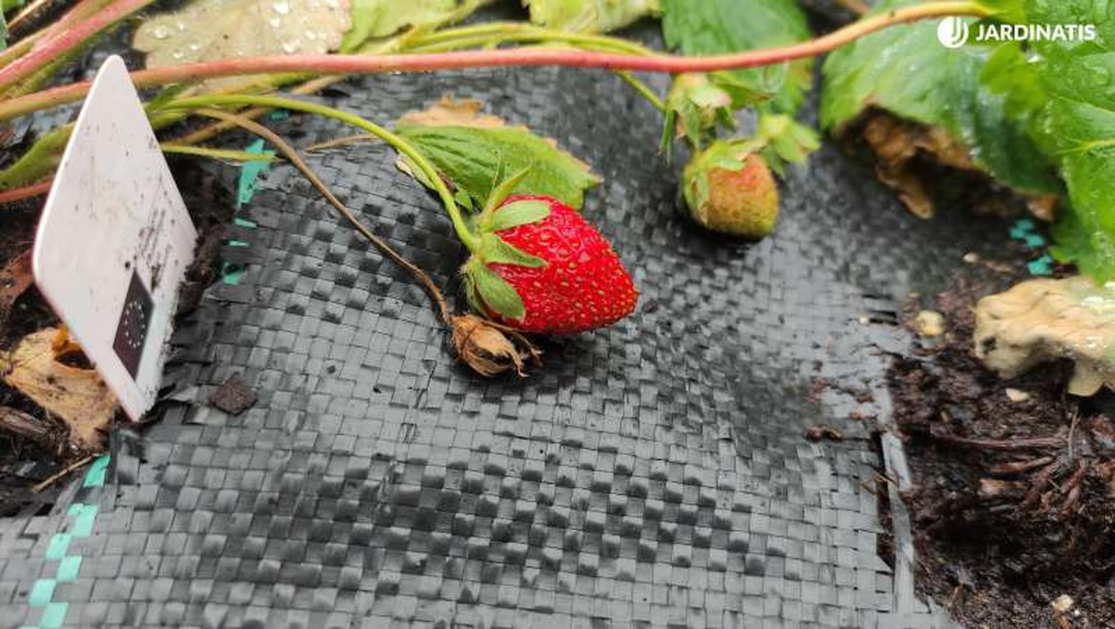 Fresas en la huerta Fresas en la huerta