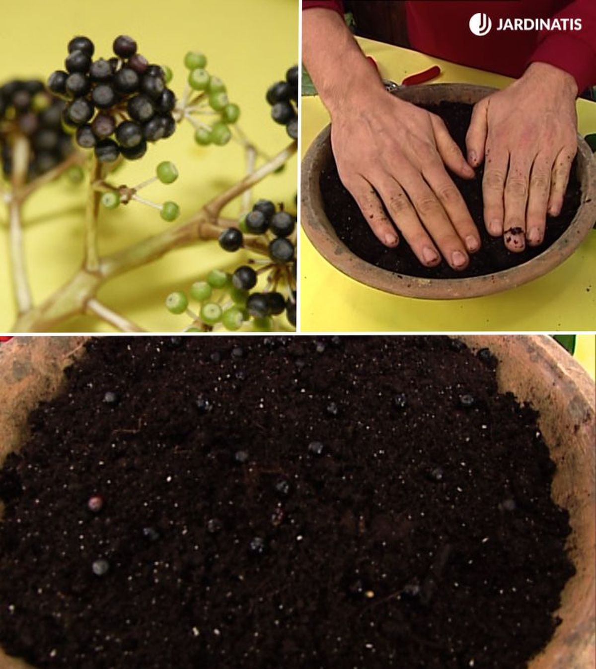 como reproducir aralia por semillas brico 286