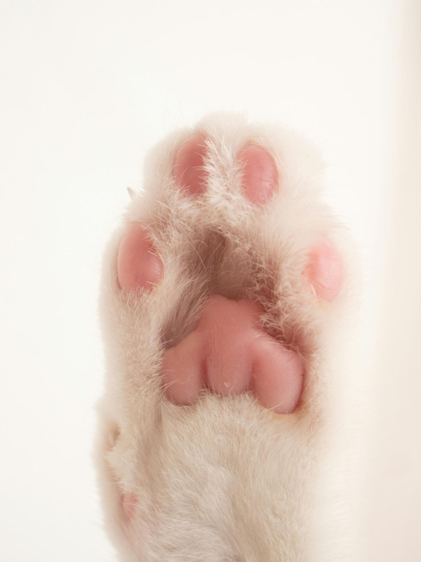 Almohadillas (toe beans) de un gato blanco. Almohadillas (toe beans) de un gato blanco.