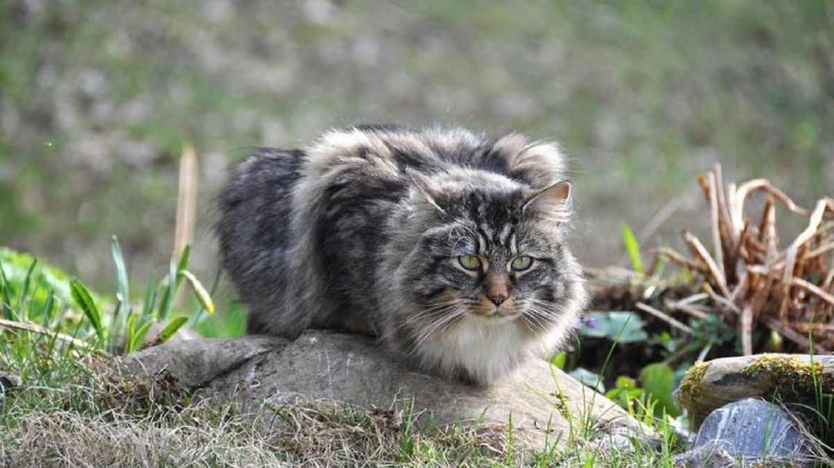 gatos mas grandes bosque de noruega