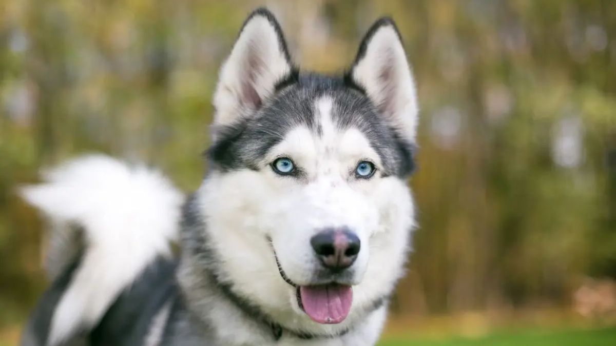 Los perros husky destacan por sus llamativos ojos