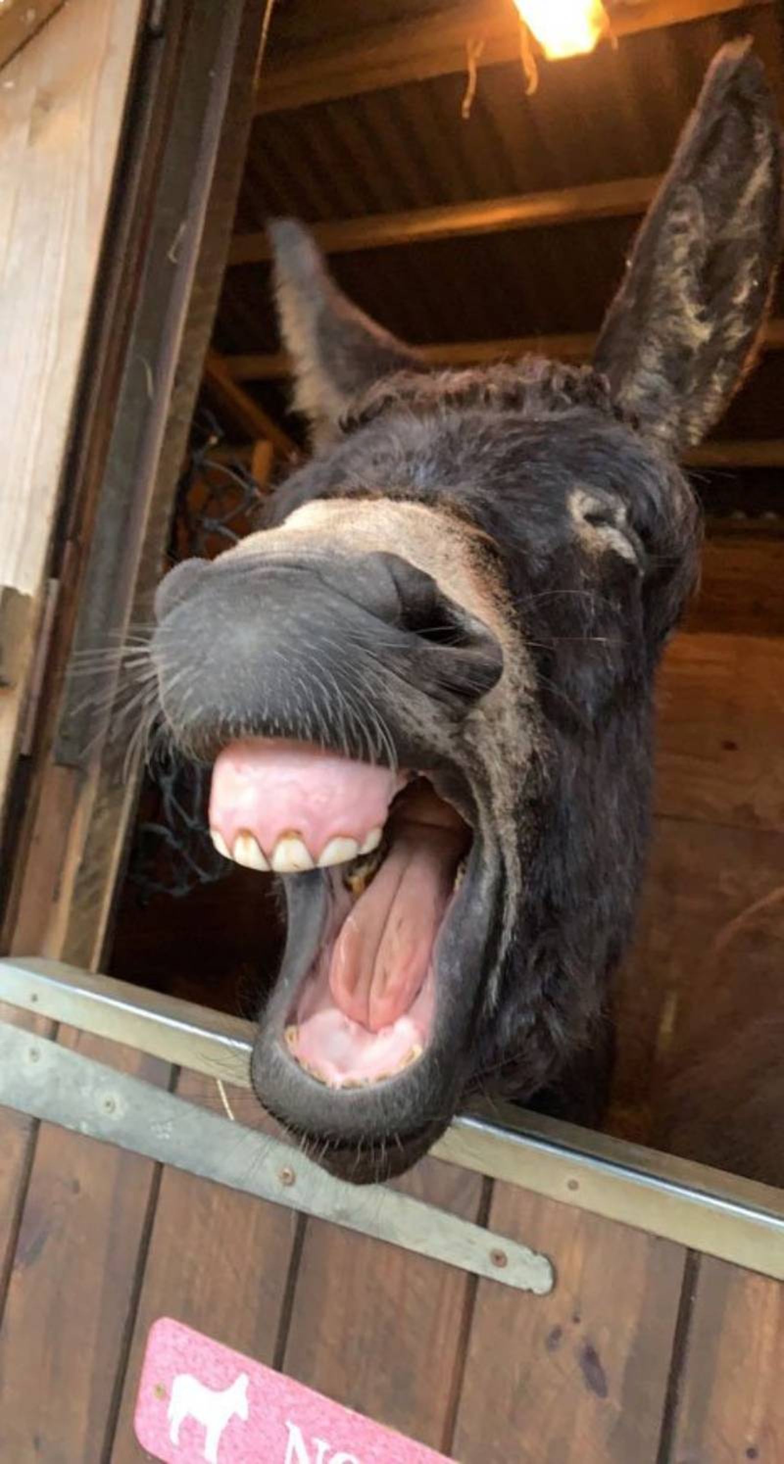 Tired Donkey Tired Donkey