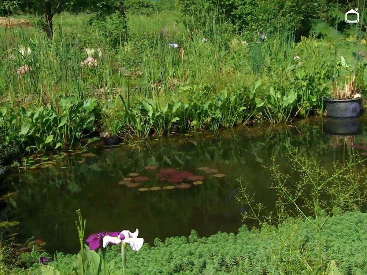 Lirios japoneses y otras plantas en el estanque.