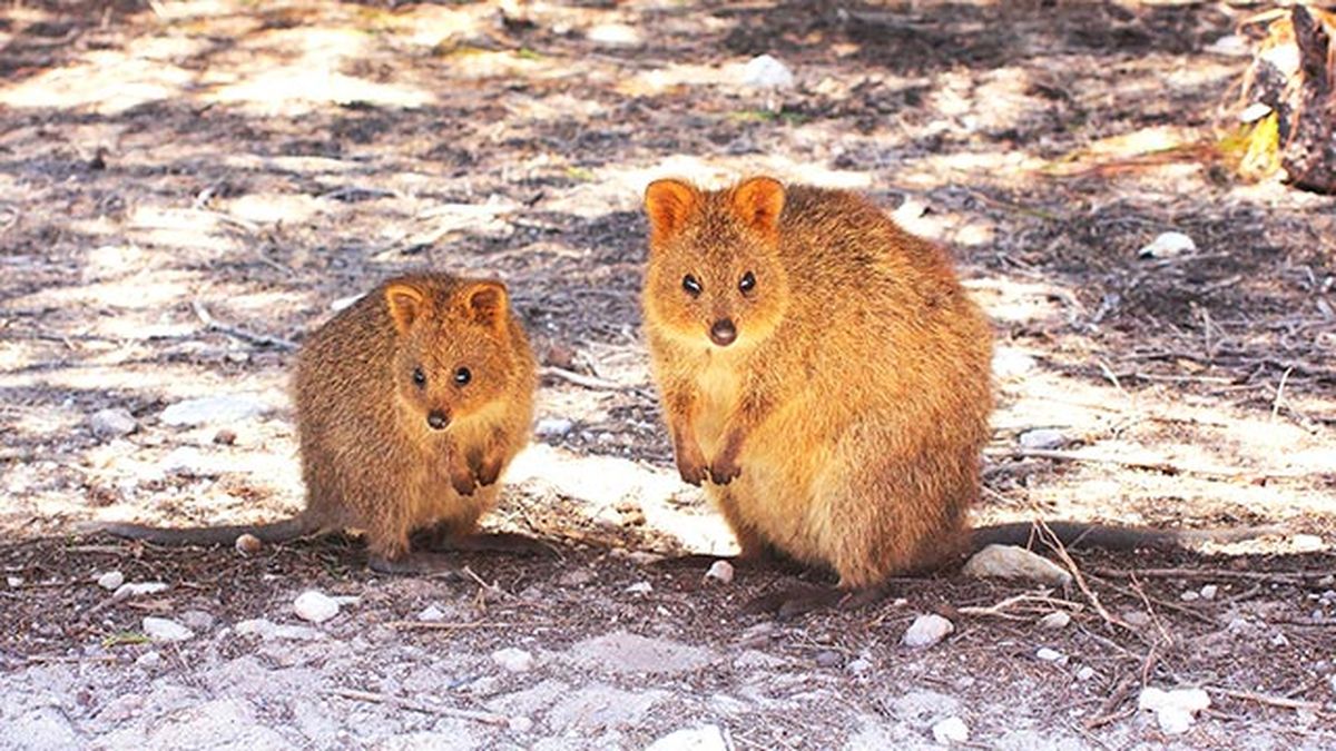 animales quokka marsupial1