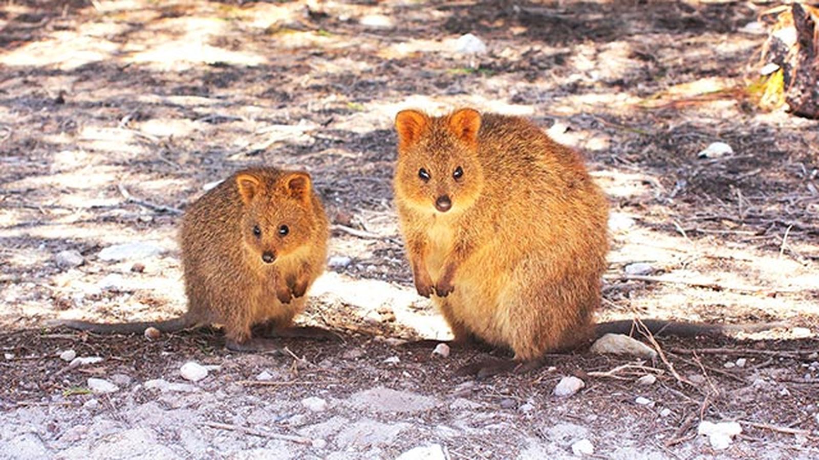 animales quokka marsupial1 animales quokka marsupial1