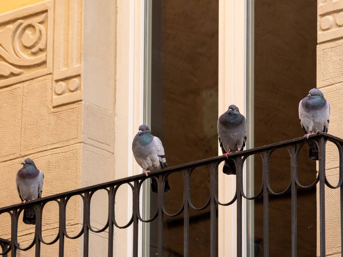 Cuanta más comida tengan, más tiempo se quedarán.
