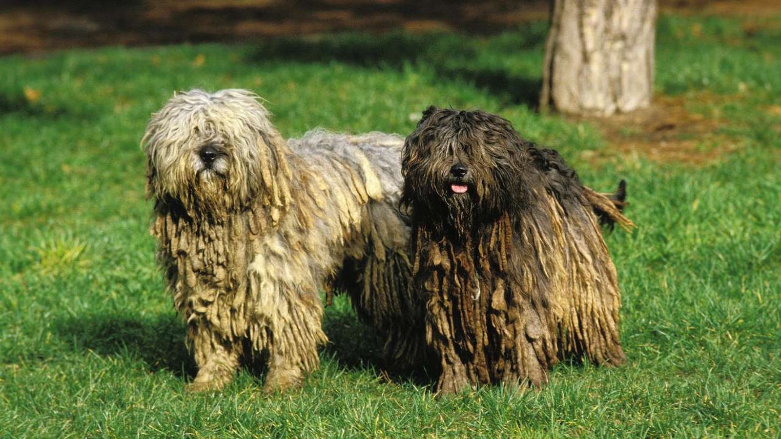 perro pastor de bergamo