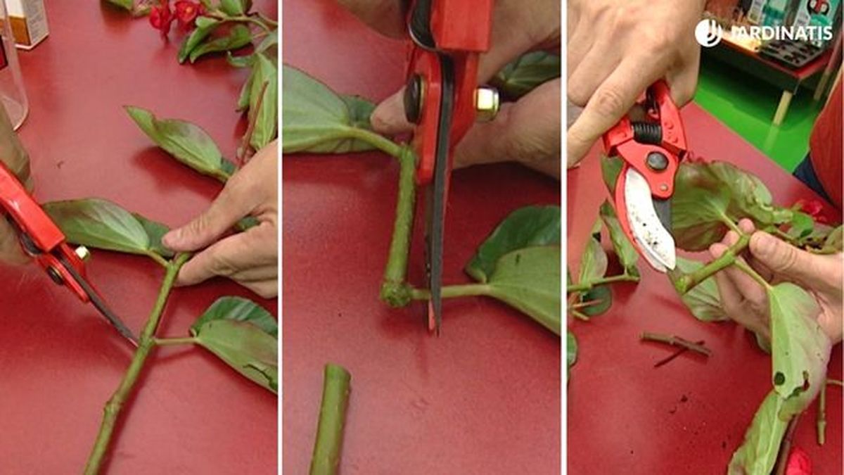 reproducir begonias esquejes tallo brico 385