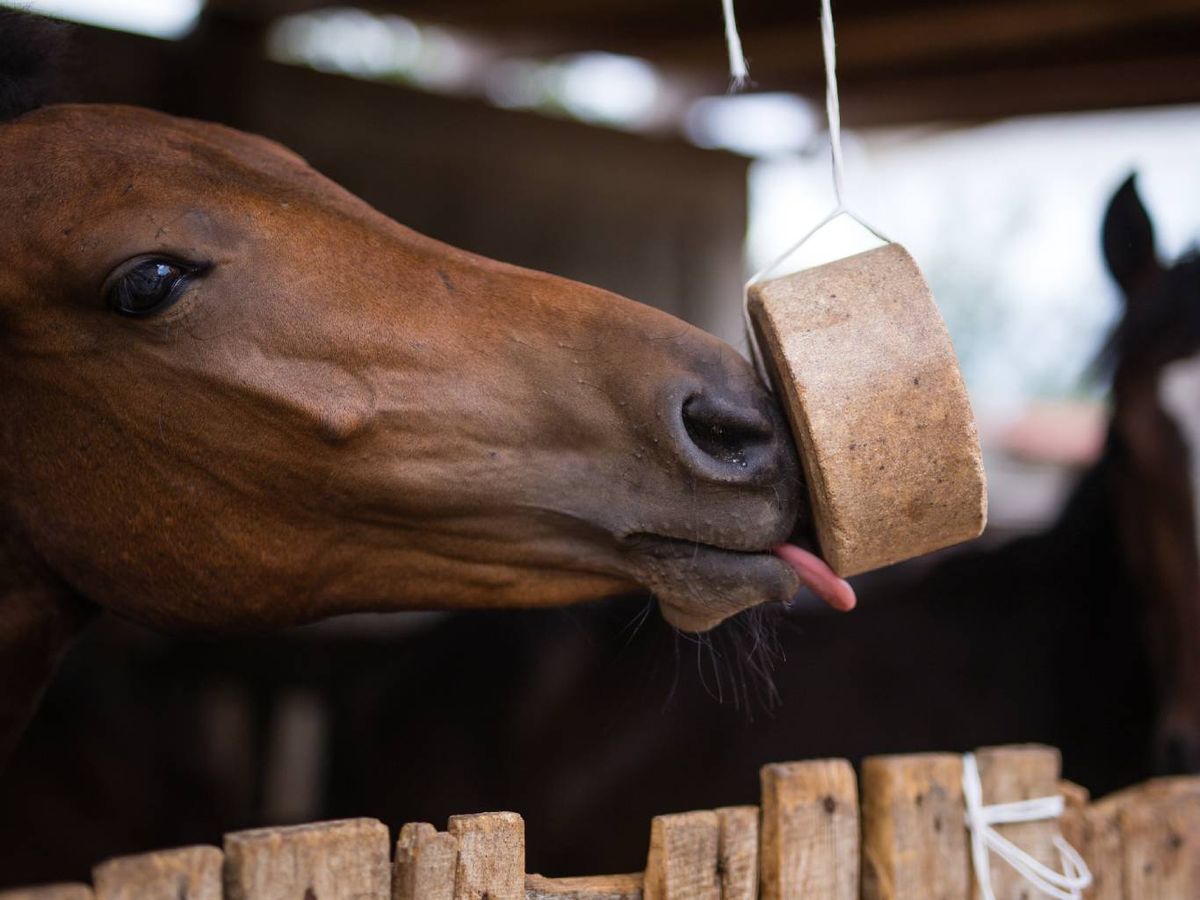 Los cereales y piensos aportan energía adicional a los caballos