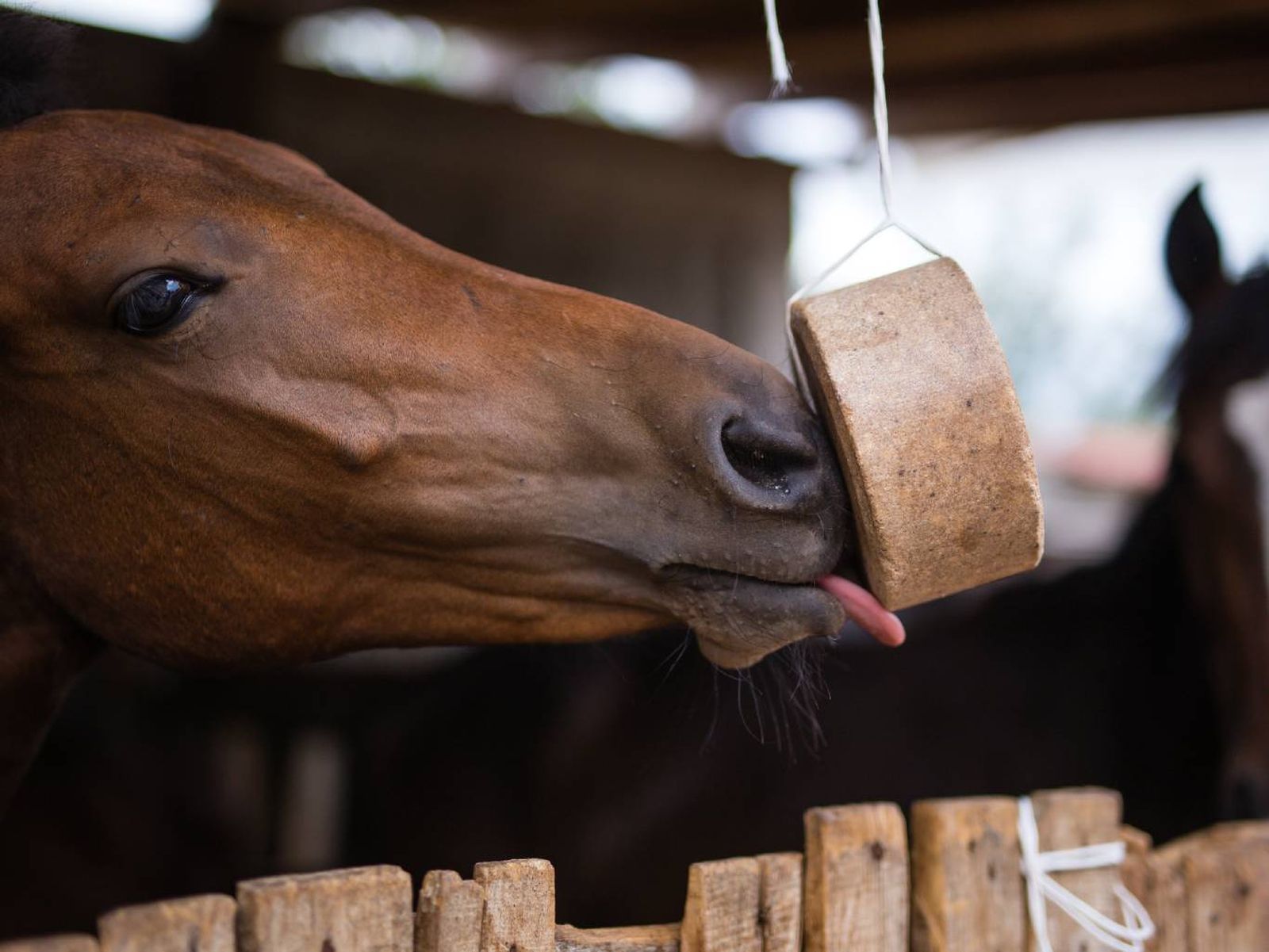 Los cereales y piensos aportan energía adicional a los caballos Los cereales y piensos aportan energía adicional a los caballos