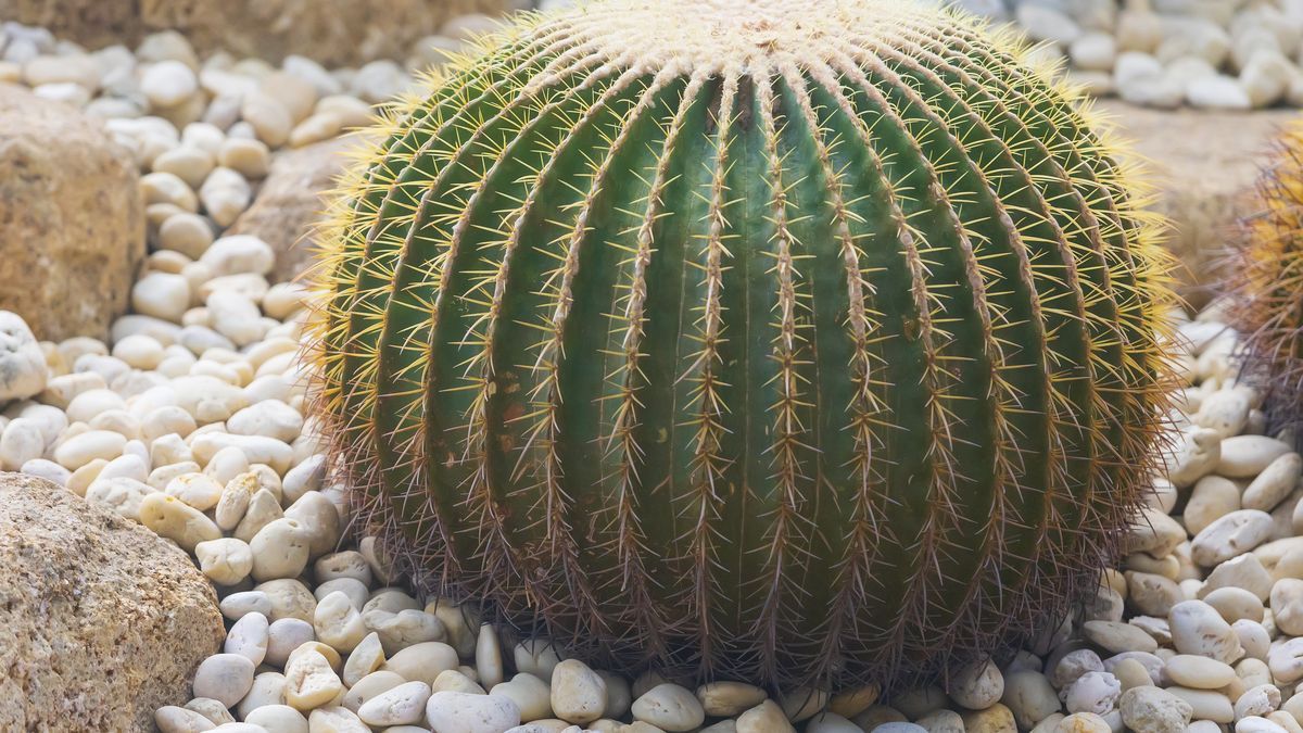 Puede dar flores de un amarillo brillante que florecen en primavera y verano