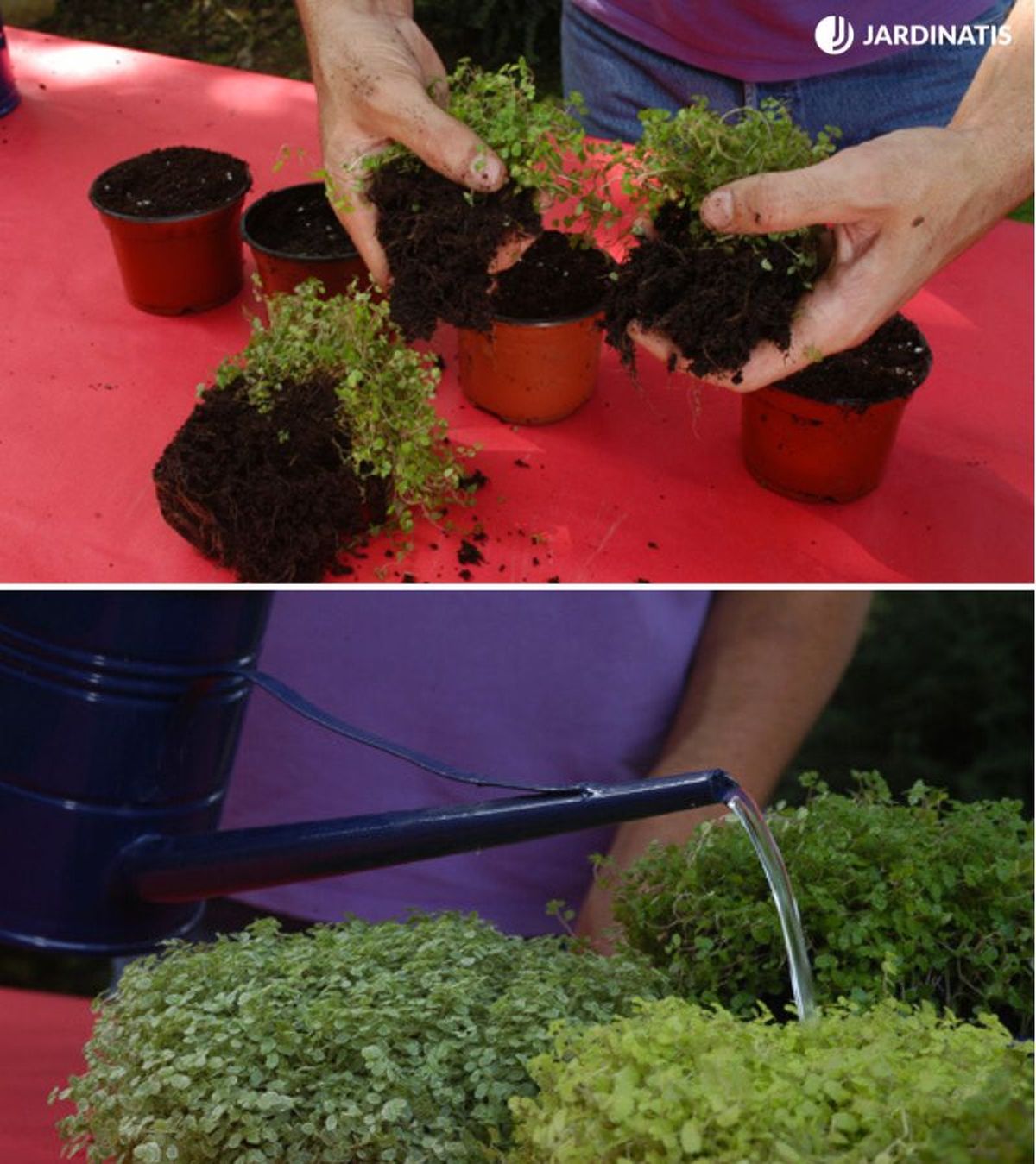 Es muy fácil propagar esta planta