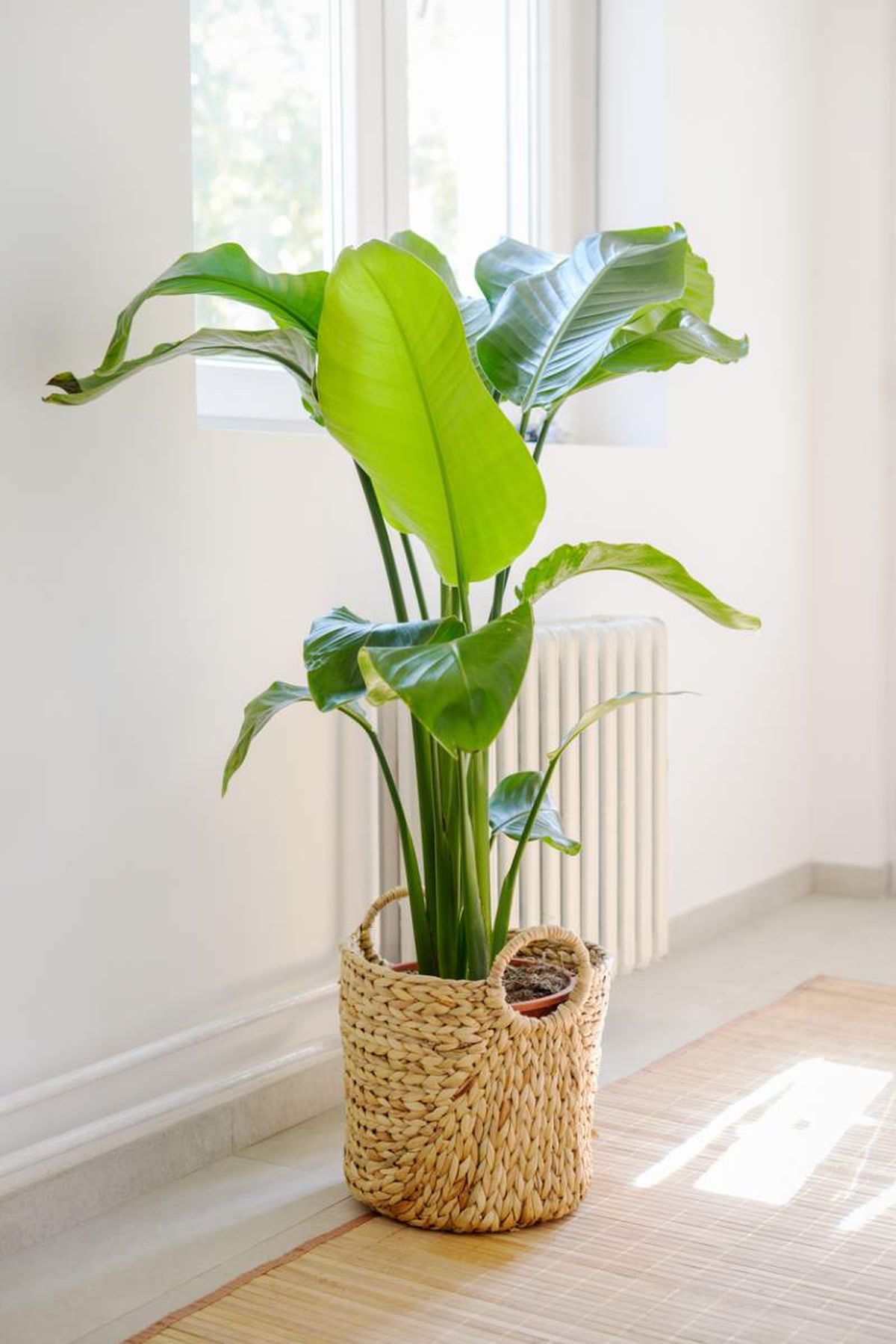 Ave del paraíso o Strelitzia reginae