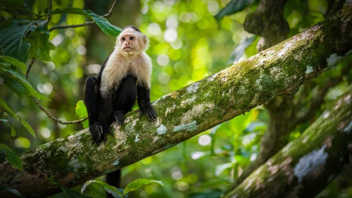 Algunos monos capuchinos y lémures han aprendido a utilizar insectos en las curas.