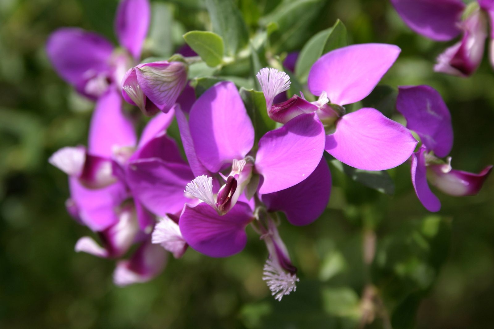 Arbustos para el invierno   polygala