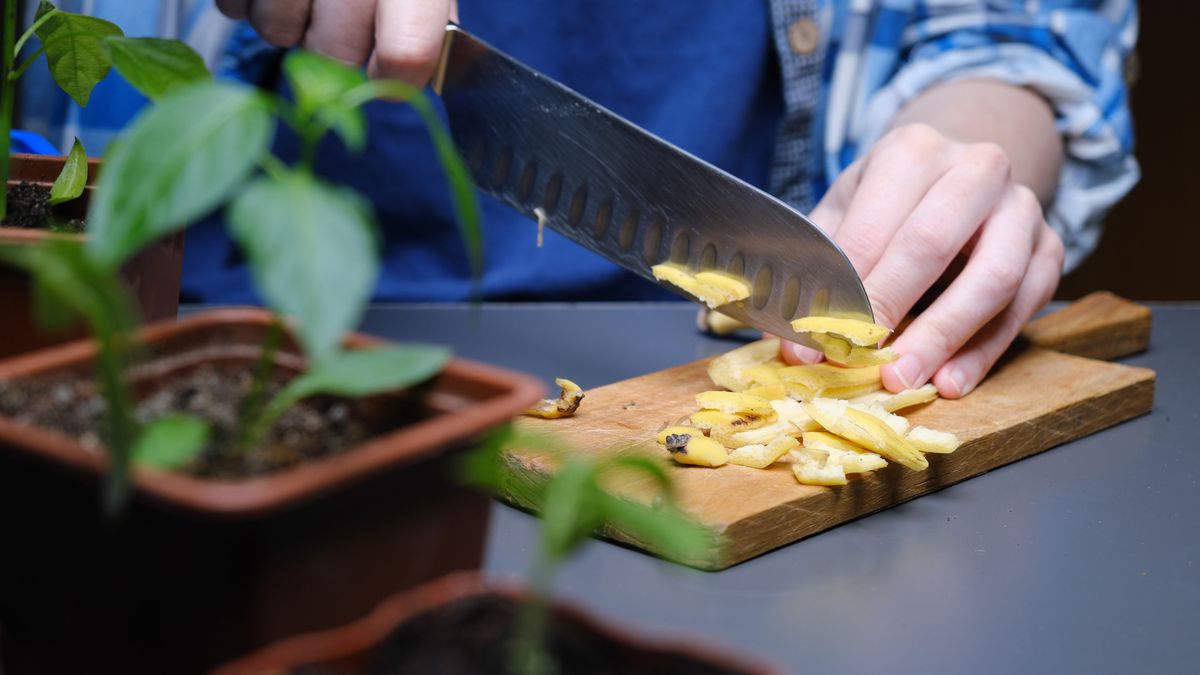Puedes colocarlas frescas o secas para aportar nutrientes al suelo