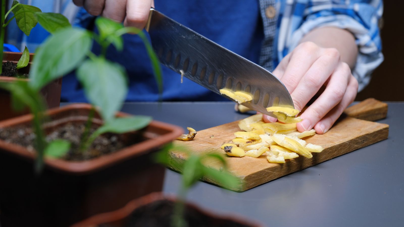 Puedes colocarlas frescas o secas para aportar nutrientes al suelo