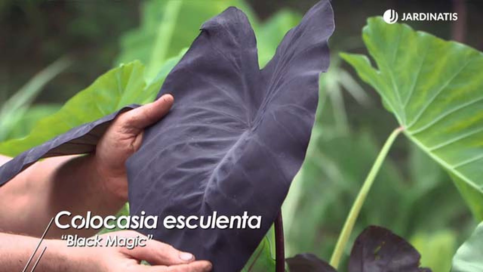 colocasia esculenta black magic brico 1008 colocasia esculenta black magic brico 1008