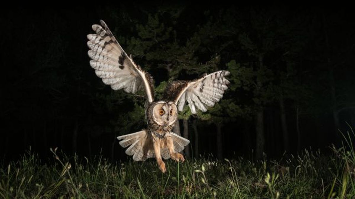 buhos como mascota 4