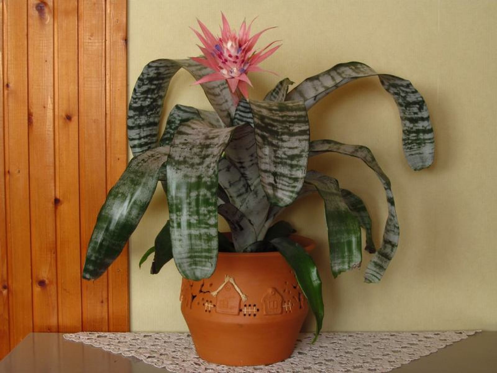 Bromelia Bromelia