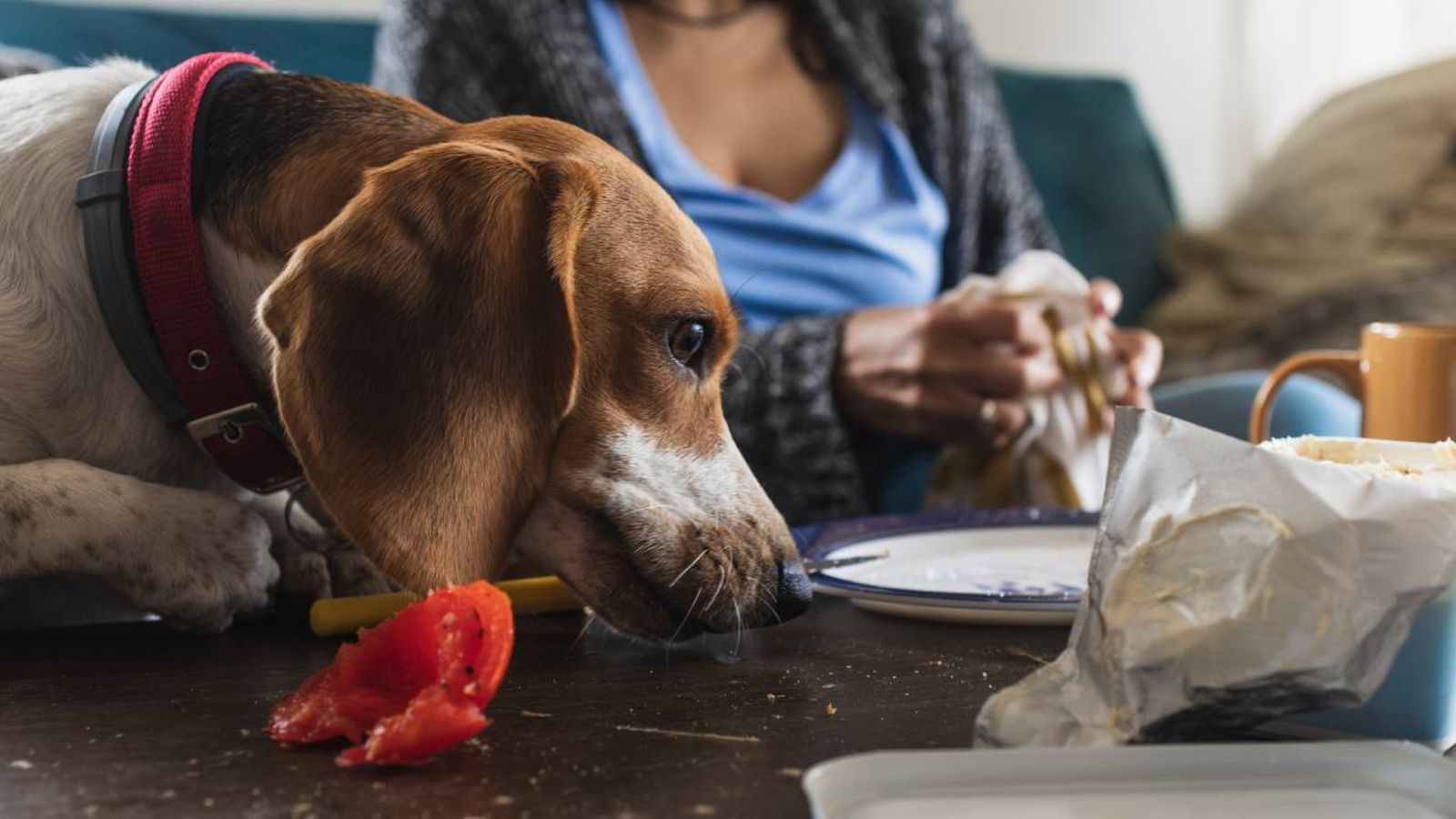 Tu perro no come de la misma forma que tú. Aunque te mire con cara de yo también quiero.