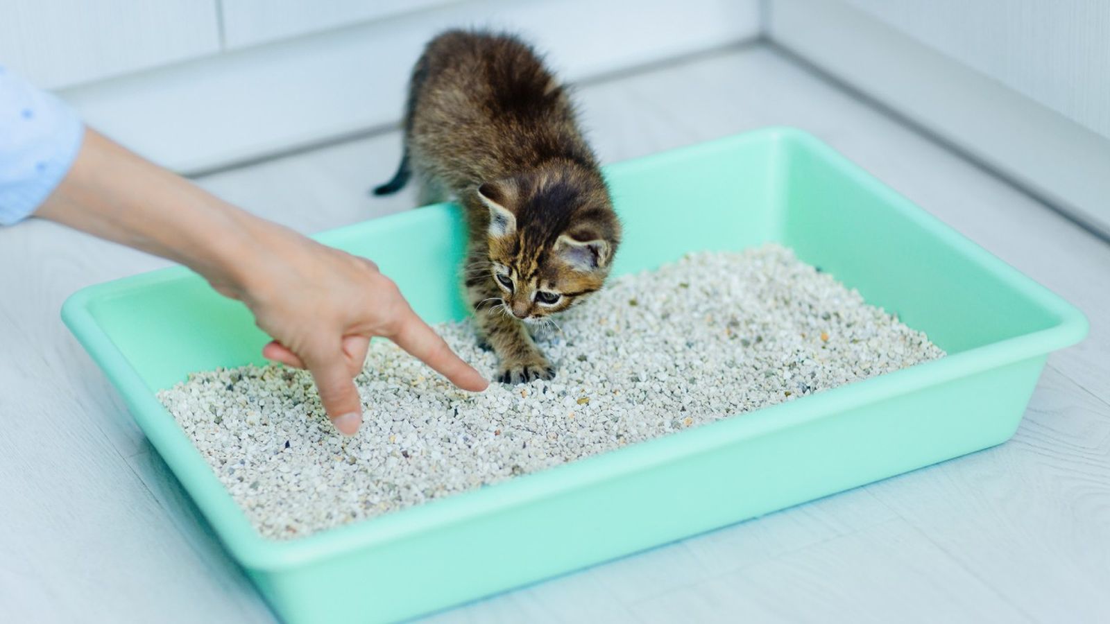 remedios para eliminar el mal olor arena gato