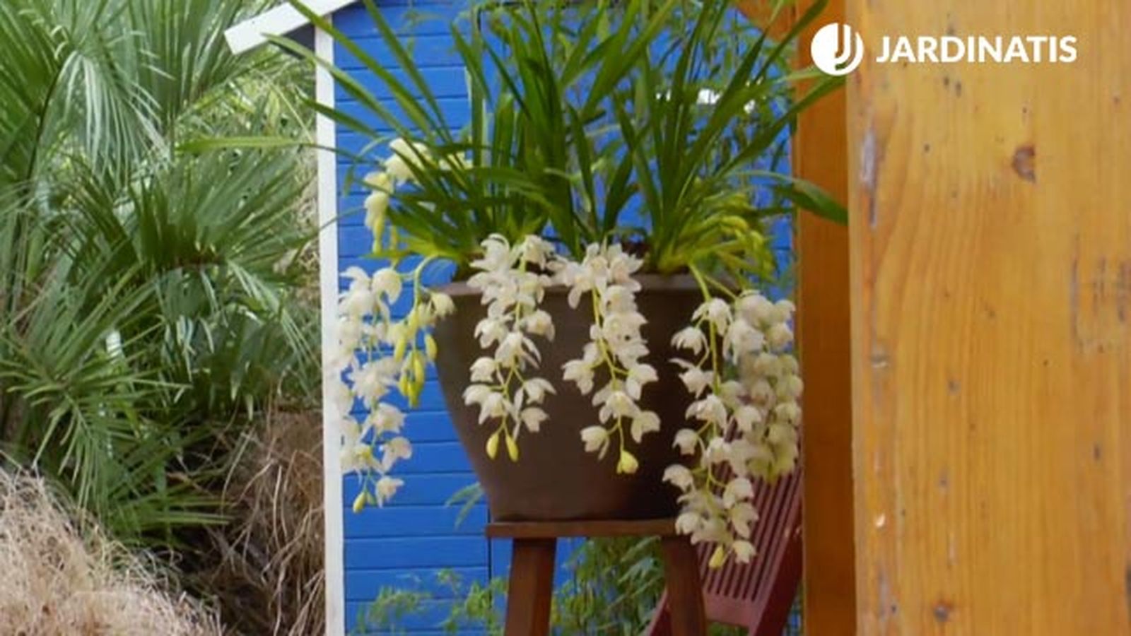 contenedor decorativo orquidea de tierra cymbidium brico jardin 864 contenedor decorativo orquidea de tierra cymbidium brico jardin 864