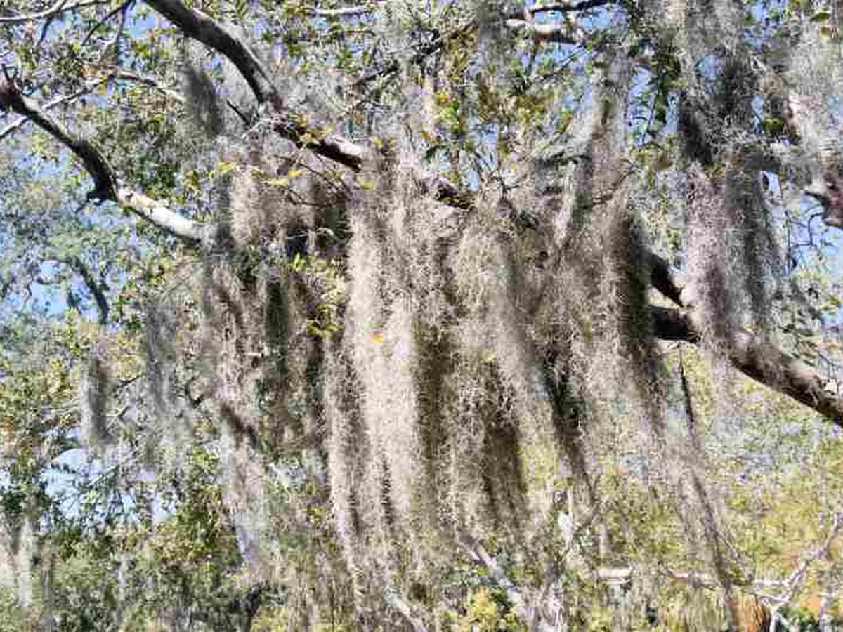 La Tillandsia usneoides es una planta epífita.