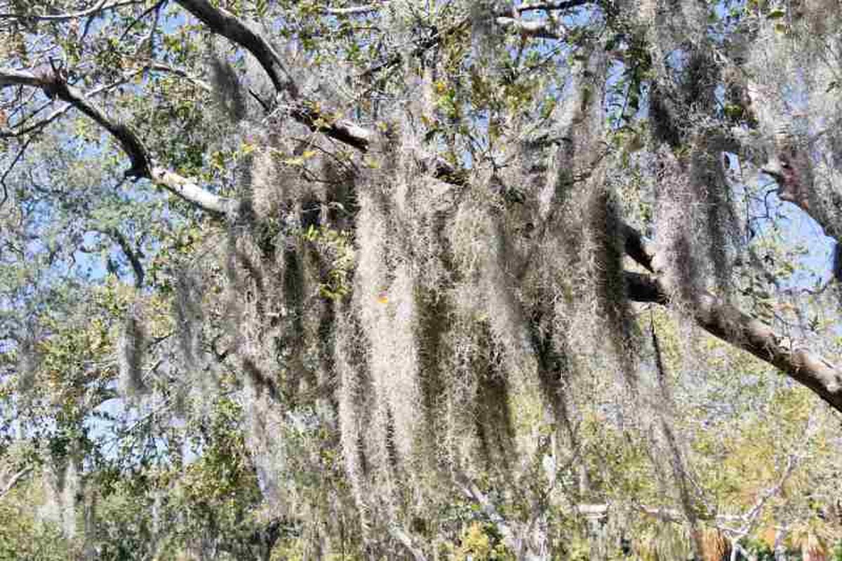 Tillandsia usneoides