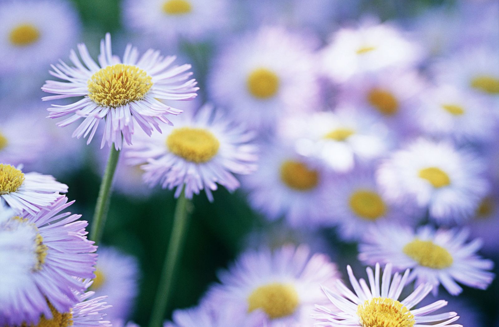 Aster o margaritas de otoño Aster o margaritas de otoño